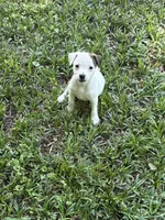 Sassy, a female Jack Russell Terrier for sale in Atlanta, GA – 4 of 5