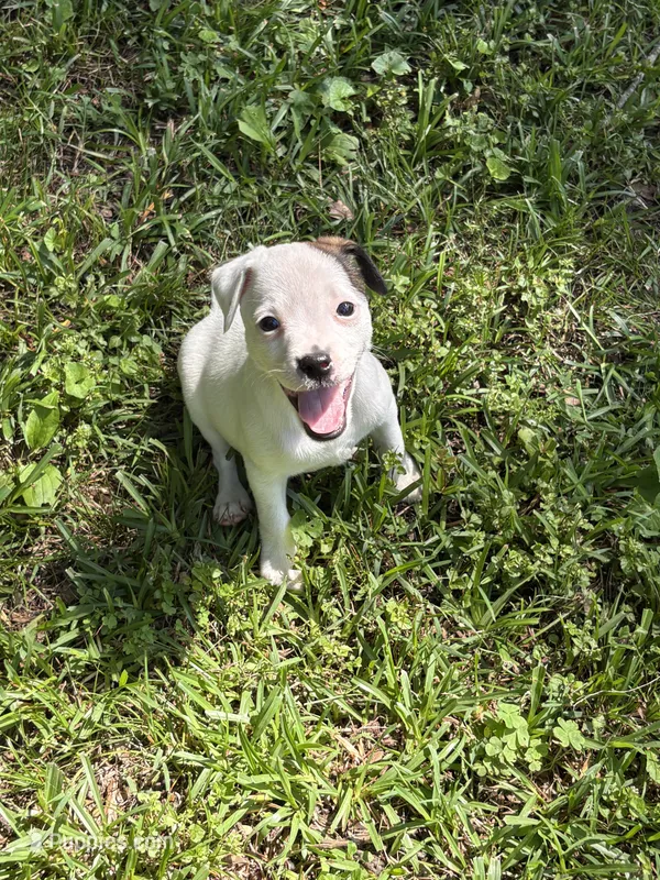 Sassy – Jack Russell Terrier puppy for sale in Atlanta, GA