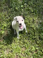 Sassy, a female Jack Russell Terrier for sale in Atlanta, GA – 1 of 5