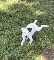 Sassy, a female Jack Russell Terrier for sale in Atlanta, GA – 4 of 4