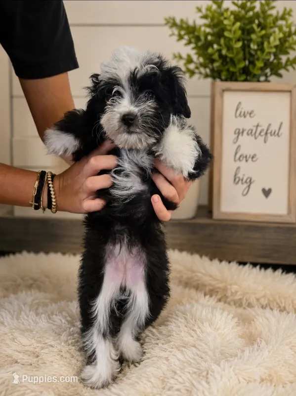 Daisy  – Australian Shepherd, Poodle - Toy  puppy for sale in Middlesex, NC