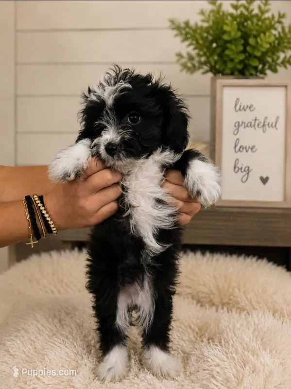 Sally – Australian Shepherd, Poodle - Toy  puppy for sale in Middlesex, NC