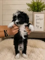 Sally, a female Australian Shepherd and Poodle - Toy  for sale in Middlesex, NC – 1 of 1