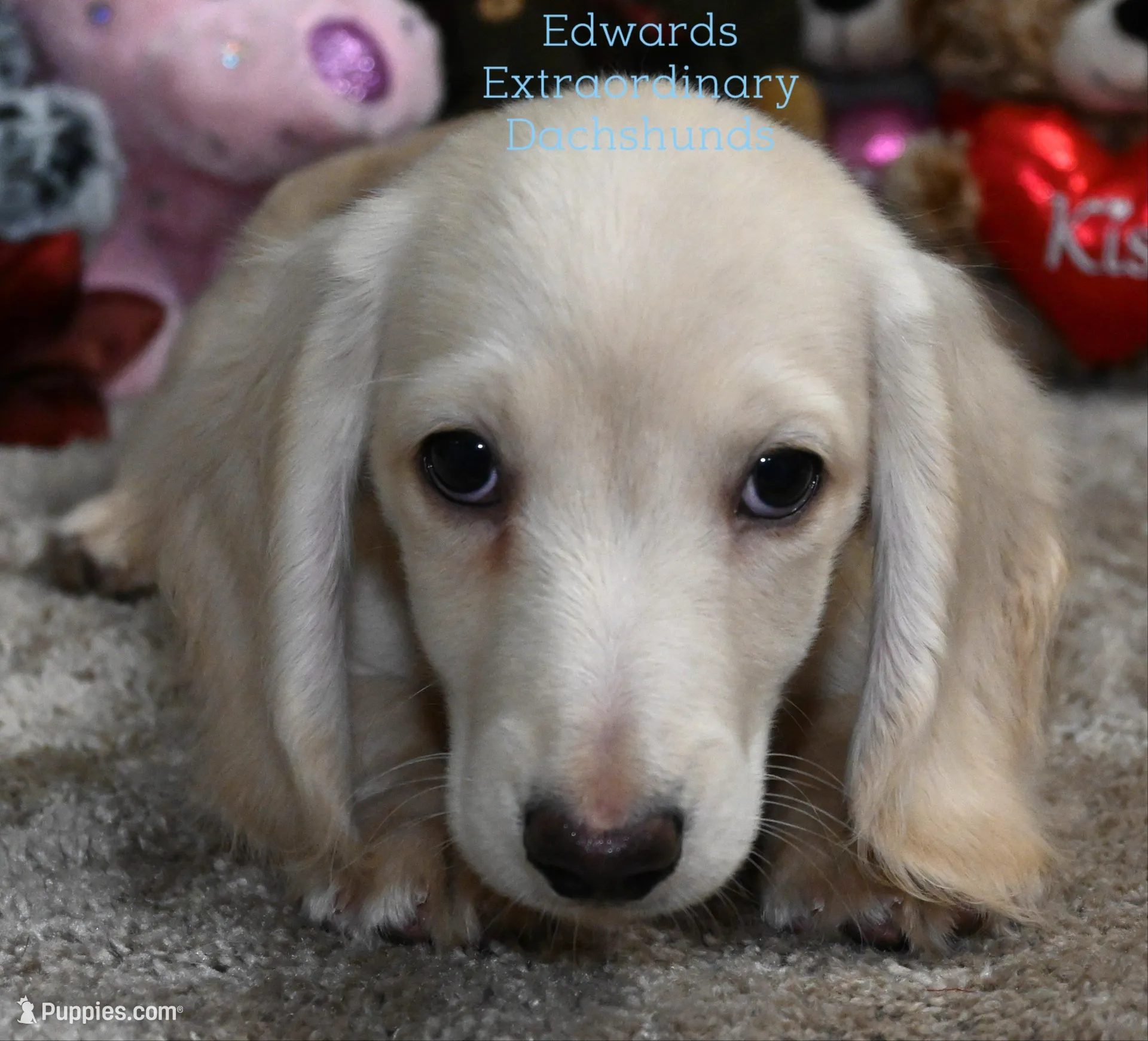 Cruise Edwards – Dachshund puppy for sale in Church Hill, TN