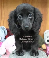 True Edwards, a female Miniature Dachshund for sale in Church Hill, TN – 1 of 4