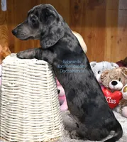 Tiger Edwards, a male Dachshund for sale in Church Hill, TN – Photo 3 of 3