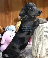Tiger Edwards, a male Dachshund for sale in Church Hill, TN – Photo 2 of 3