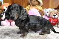 Tiger Edwards, a male Dachshund for sale in Church Hill, TN – Photo 1 of 3
