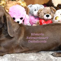 Hessa Edwards, a female Dachshund for sale in Church Hill, TN – Photo 2 of 3