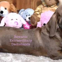 Hessa Edwards, a female Dachshund for sale in Church Hill, TN – Photo 3 of 3