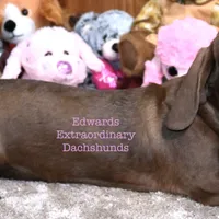 Hessa Edwards, a female Dachshund for sale in Church Hill, TN – Photo 1 of 3