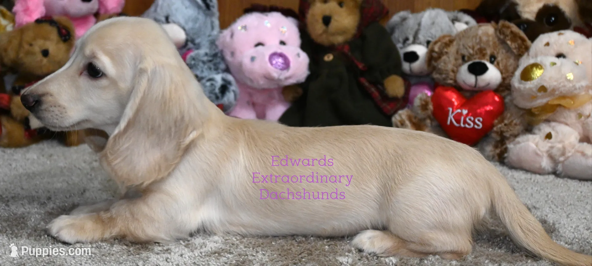 Cruise Edwards, a male Dachshund for sale in Church Hill, TN – Photo 4 of 5