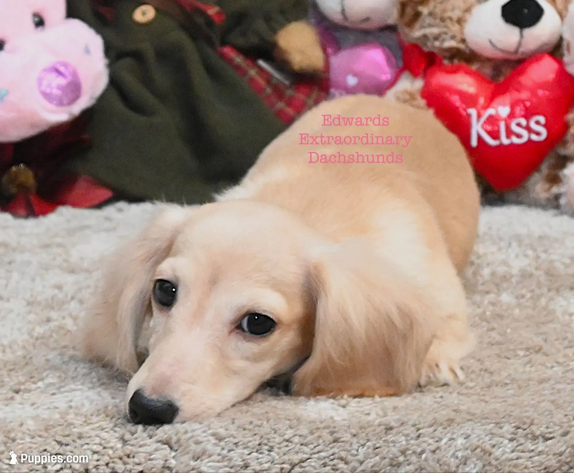 Chloe Edwards, a female Miniature Dachshund for sale in Church Hill, TN – 5 of 5