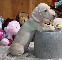 Henry Edwards, a male Miniature Dachshund for sale in Church Hill, TN – 2 of 4