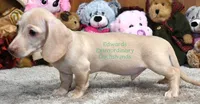 Henry Edwards, a male Miniature Dachshund for sale in Church Hill, TN – 3 of 4