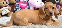 Virgil Edwards, a male Miniature Dachshund for sale in Church Hill, TN – 3 of 4