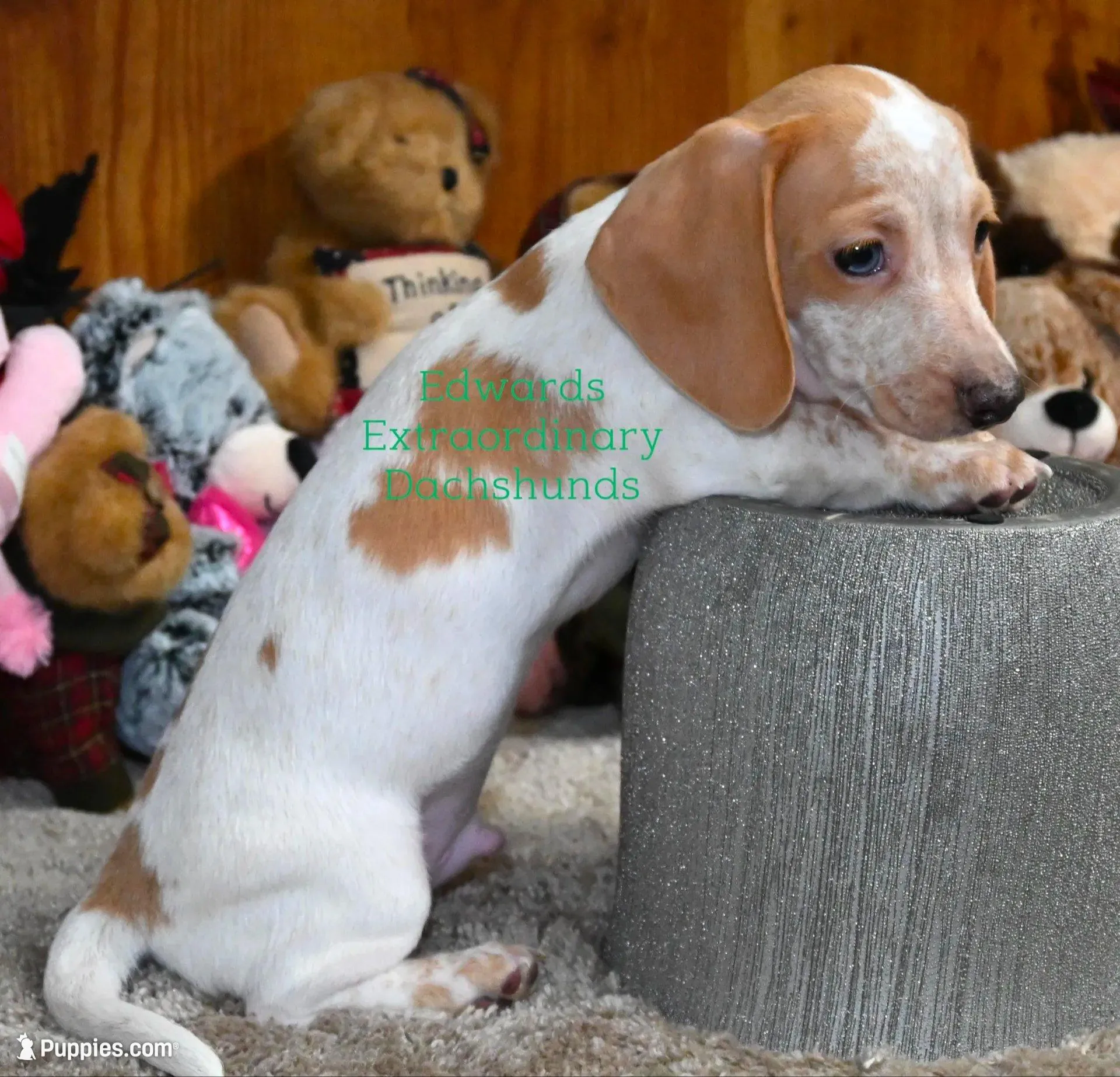 Roger Edwards, a male Dachshund for sale in Church Hill, TN – Photo 3 of 5