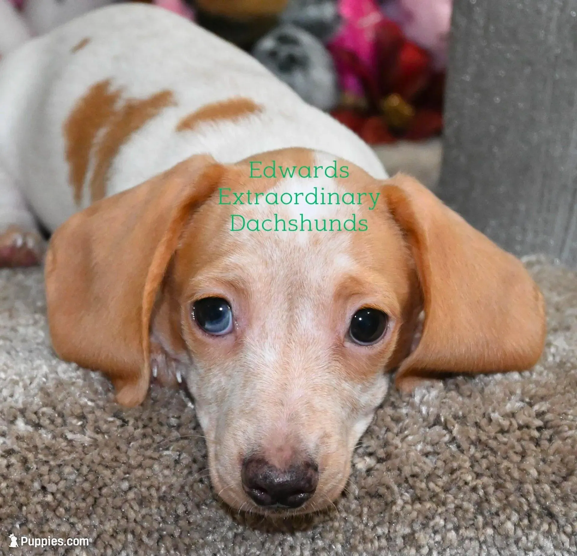 Roger Edwards – Dachshund puppy for sale in Church Hill, TN