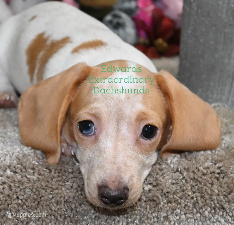 Roger Edwards – Dachshund puppy for sale in Church Hill, TN