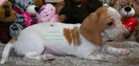 Roger Edwards, a male Dachshund for sale in Church Hill, TN – Photo 4 of 5