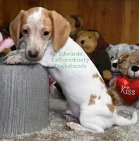 Roger Edwards, a male Dachshund for sale in Church Hill, TN – Photo 1 of 5