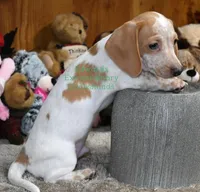 Roger Edwards, a male Dachshund for sale in Church Hill, TN – Photo 2 of 5