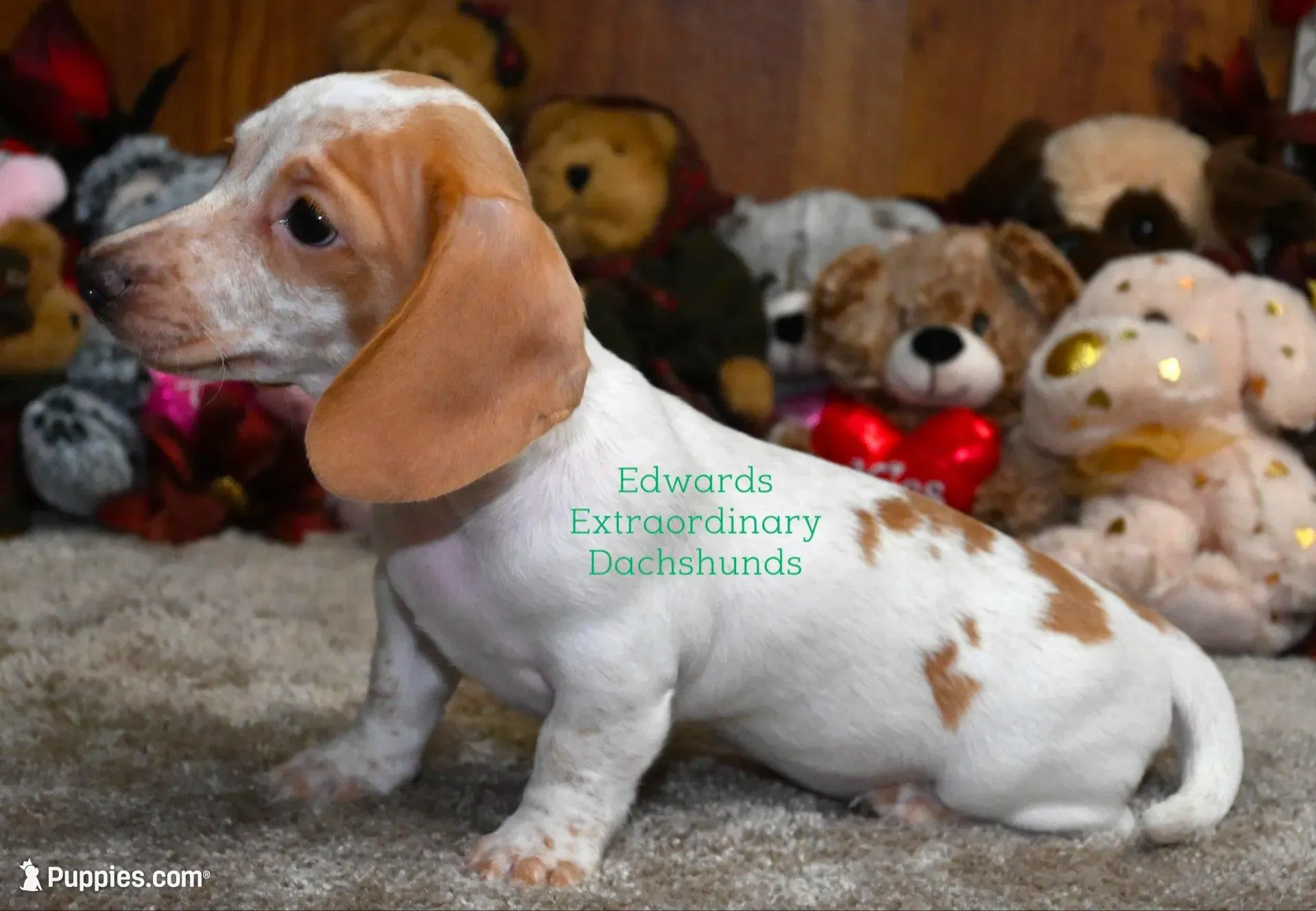 Roger Edwards, a male Dachshund for sale in Church Hill, TN – Photo 2 of 5