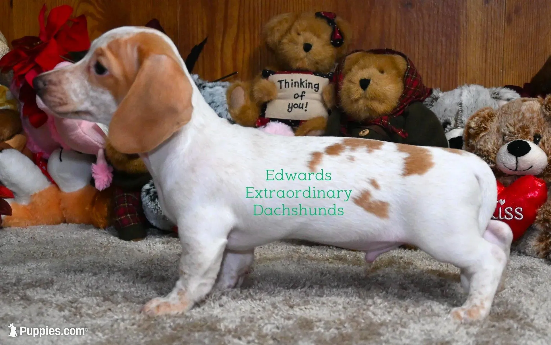 Roger Edwards, a male Dachshund for sale in Church Hill, TN – Photo 4 of 5