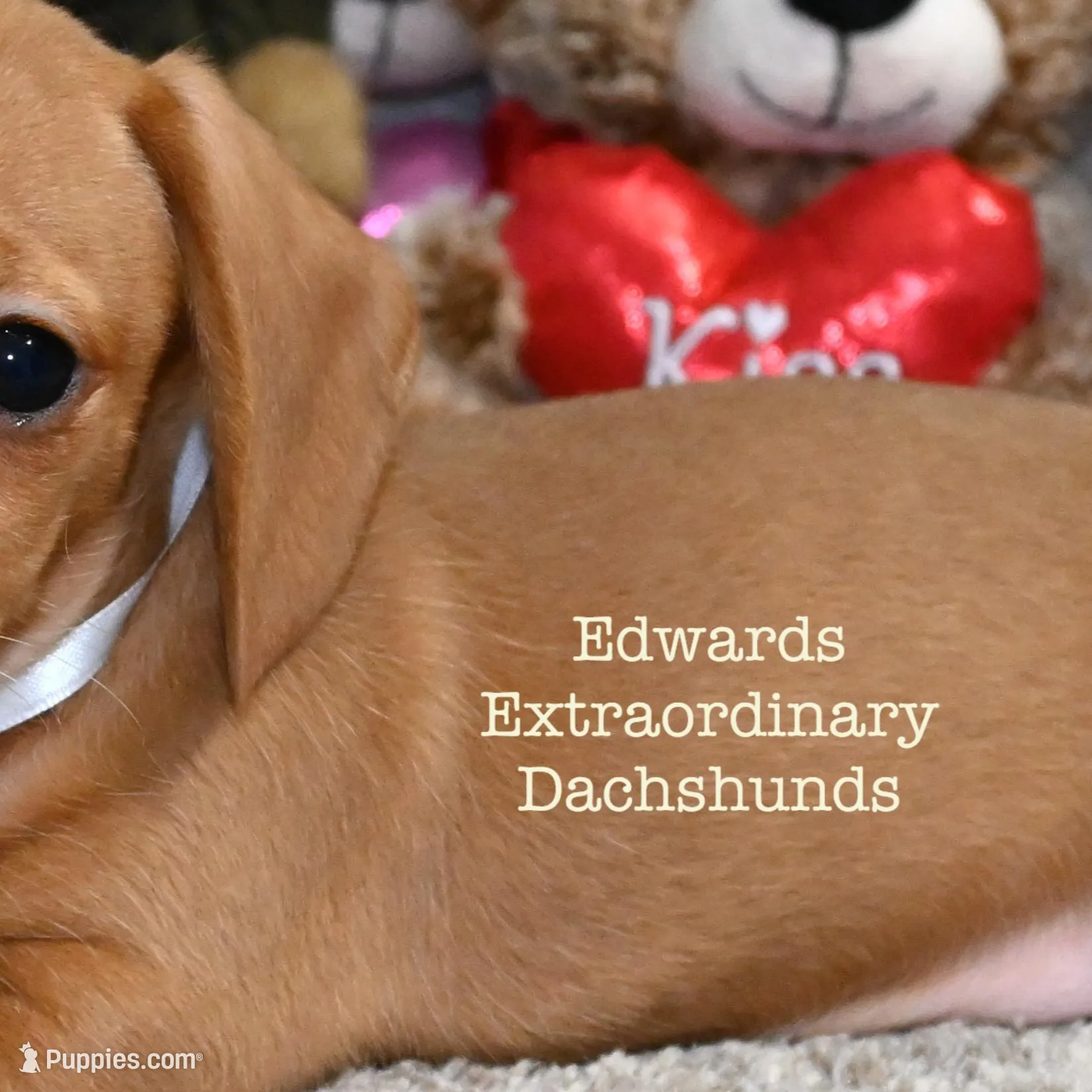 Rosemary Edwards, a female Dachshund for sale in Church Hill, TN – Photo 3 of 4