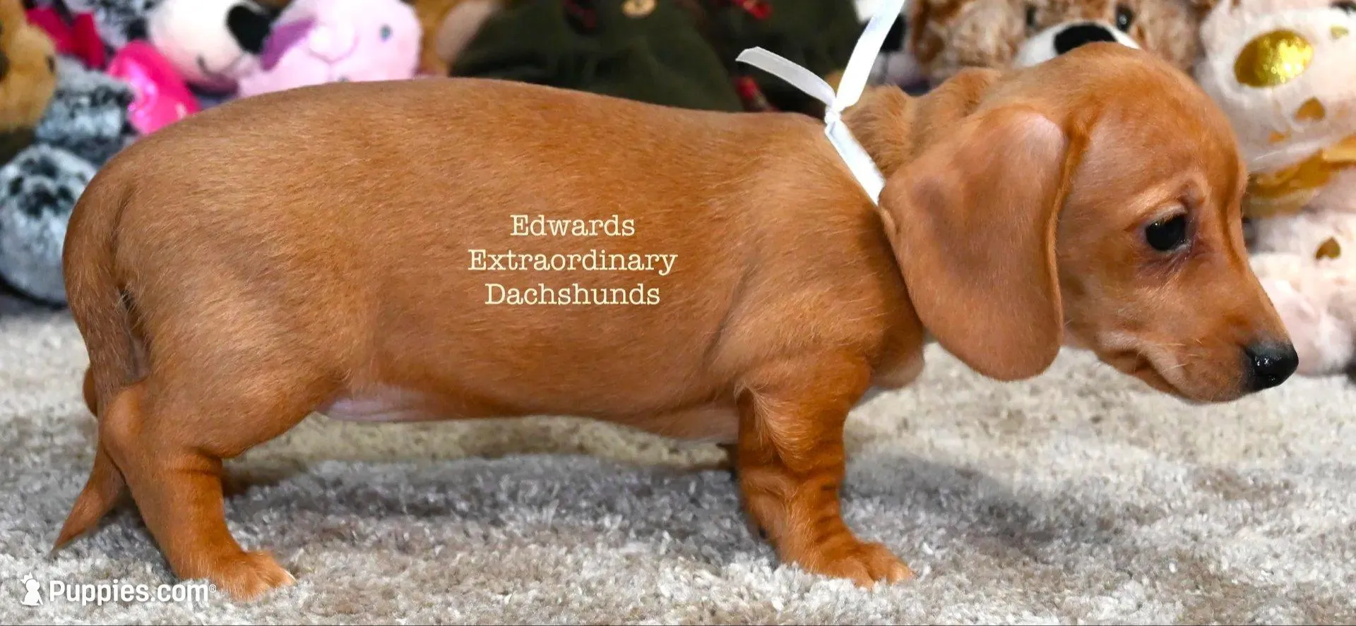 Rosemary Edwards, a female Dachshund for sale in Church Hill, TN – Photo 4 of 4