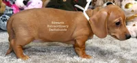 Rosemary Edwards, a female Dachshund for sale in Church Hill, TN – Photo 4 of 4