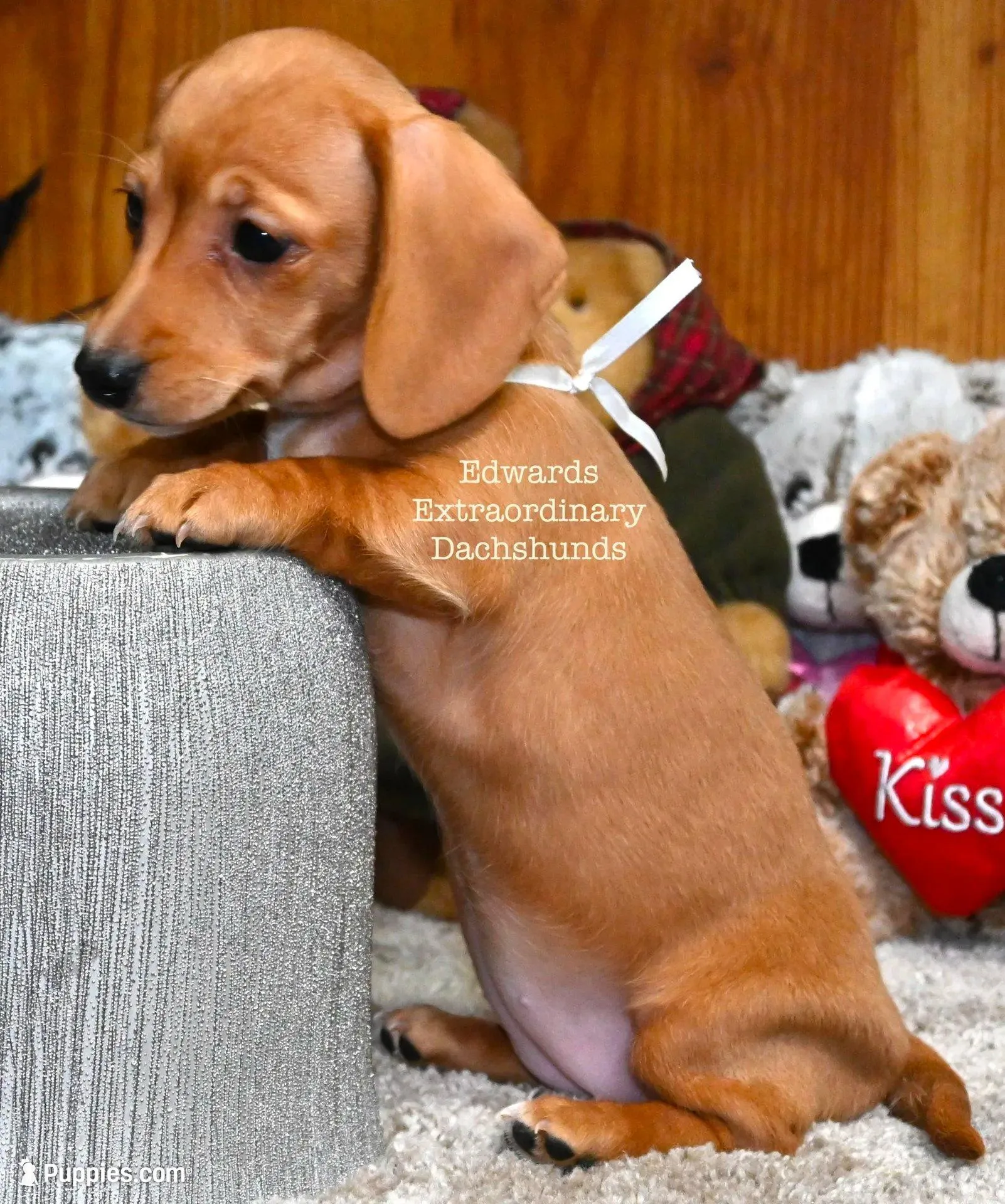 Rosemary Edwards – Dachshund puppy for sale in Church Hill, TN