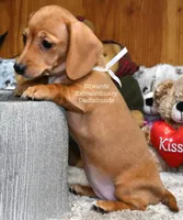 Rosemary Edwards, a female Dachshund for sale in Church Hill, TN – Photo 1 of 4