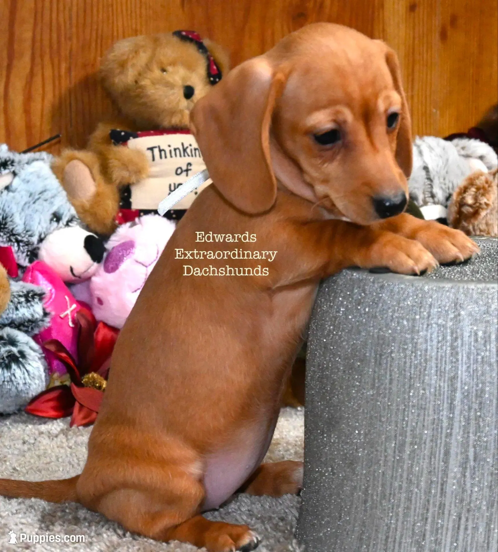 Rosemary Edwards, a female Dachshund for sale in Church Hill, TN – Photo 2 of 4