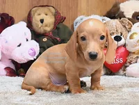 Dallas Edwards, a male Dachshund for sale in Church Hill, TN – 4 of 5