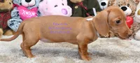 Hellen Edwards, a female Miniature Dachshund for sale in Church Hill, TN – 4 of 5