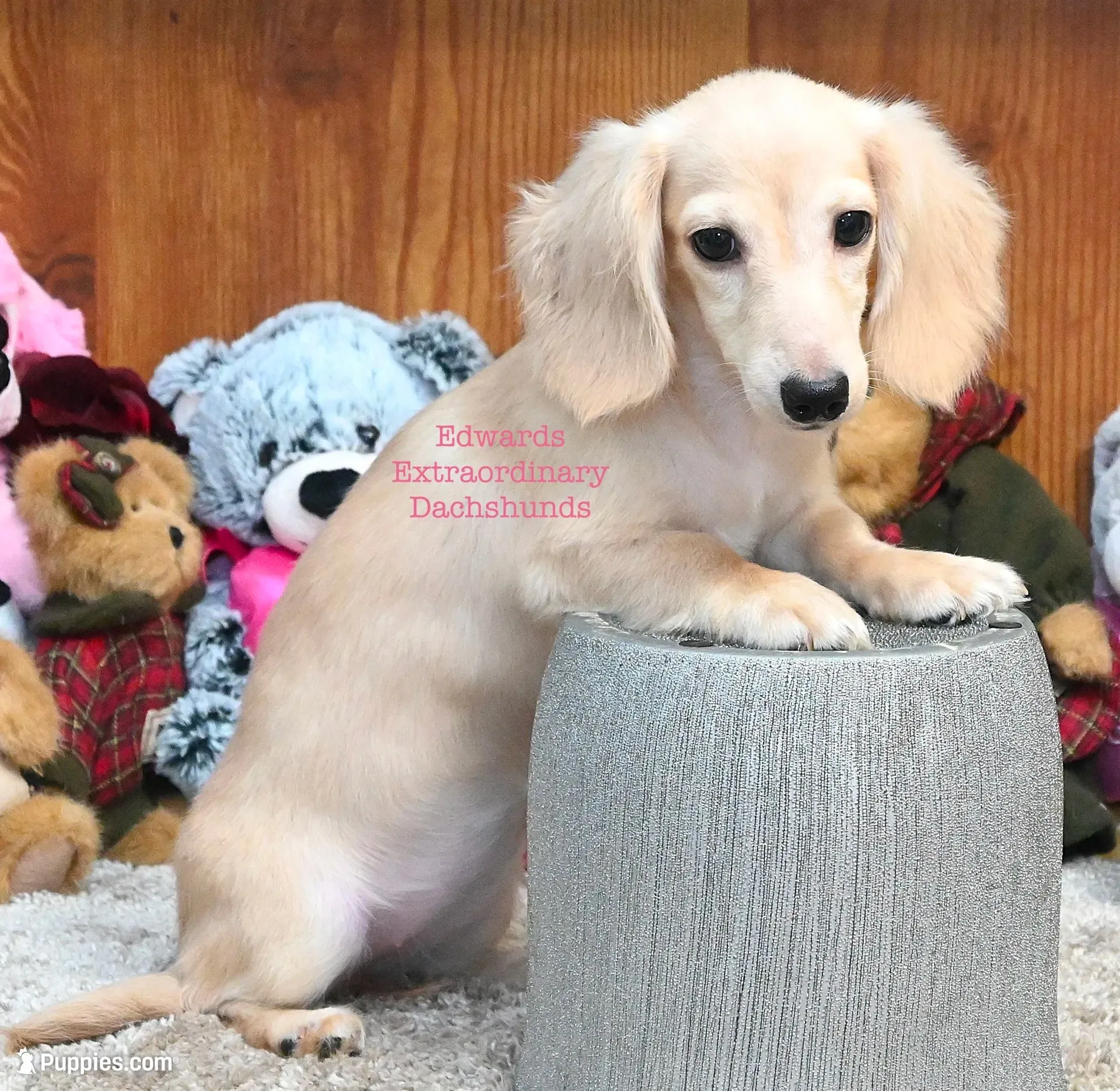 Chloe Edwards, a female Miniature Dachshund for sale in Church Hill, TN – 1 of 5