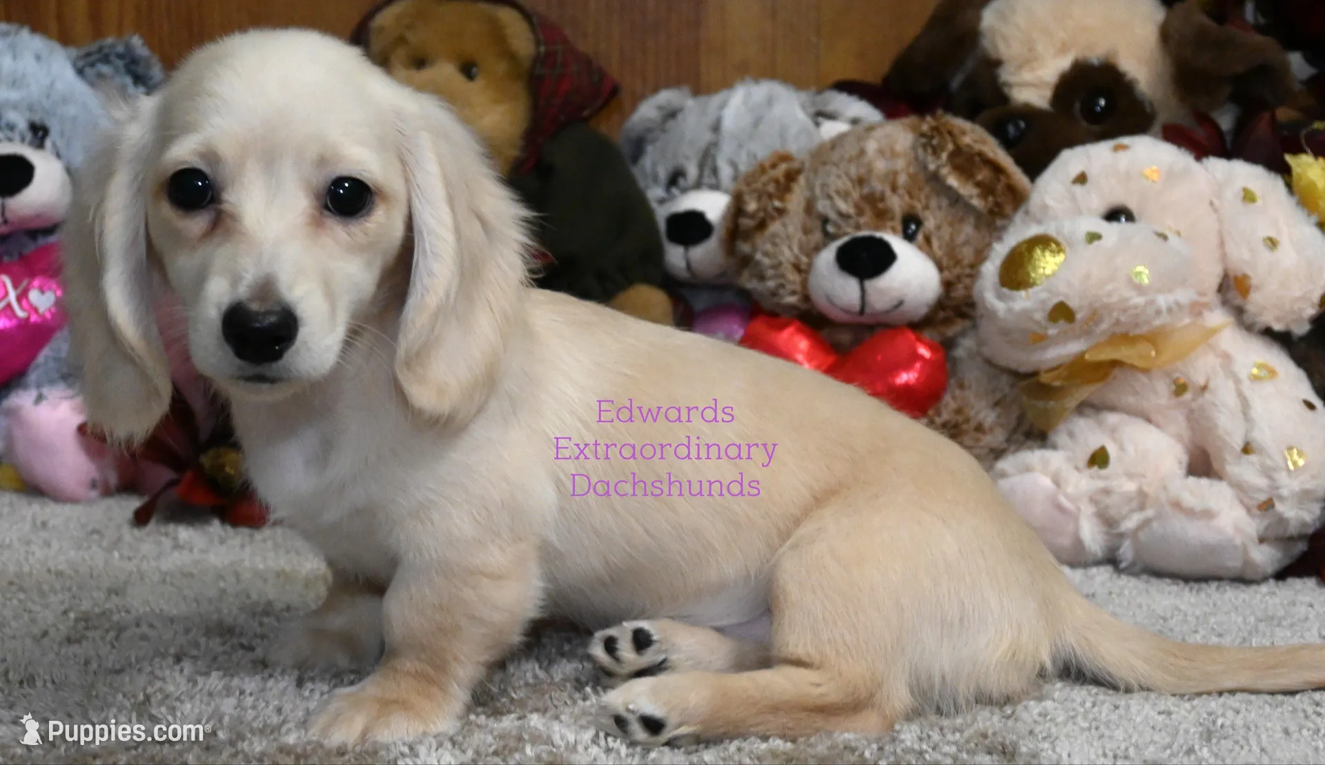 Cristy Edwards, a female Dachshund for sale in Church Hill, TN – Photo 3 of 4