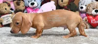 Dallas Edwards, a male Dachshund for sale in Church Hill, TN – 5 of 5