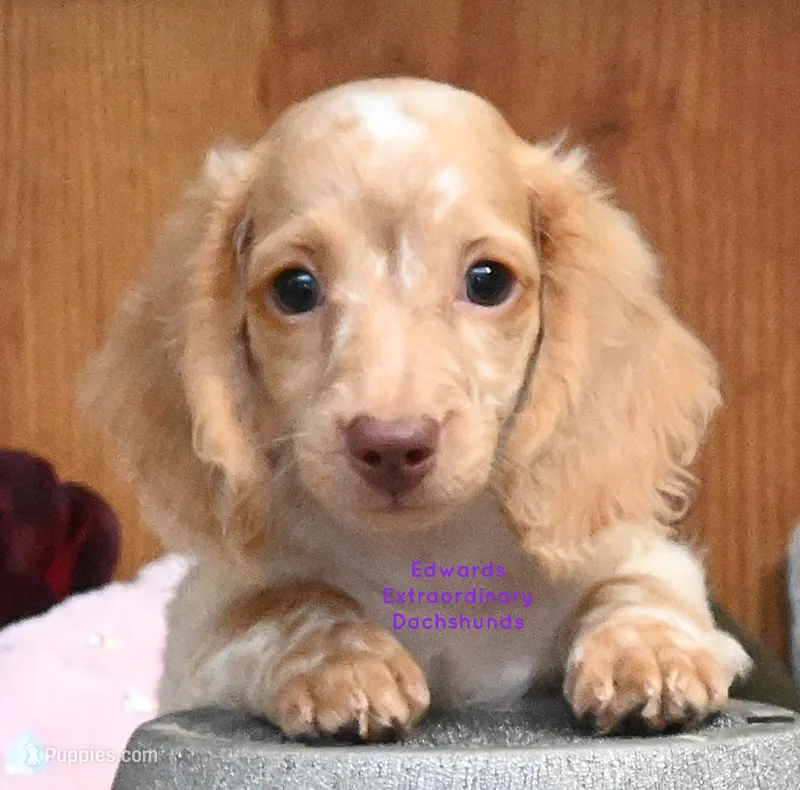 Darcy Edwards – Dachshund puppy for sale in Church Hill, TN
