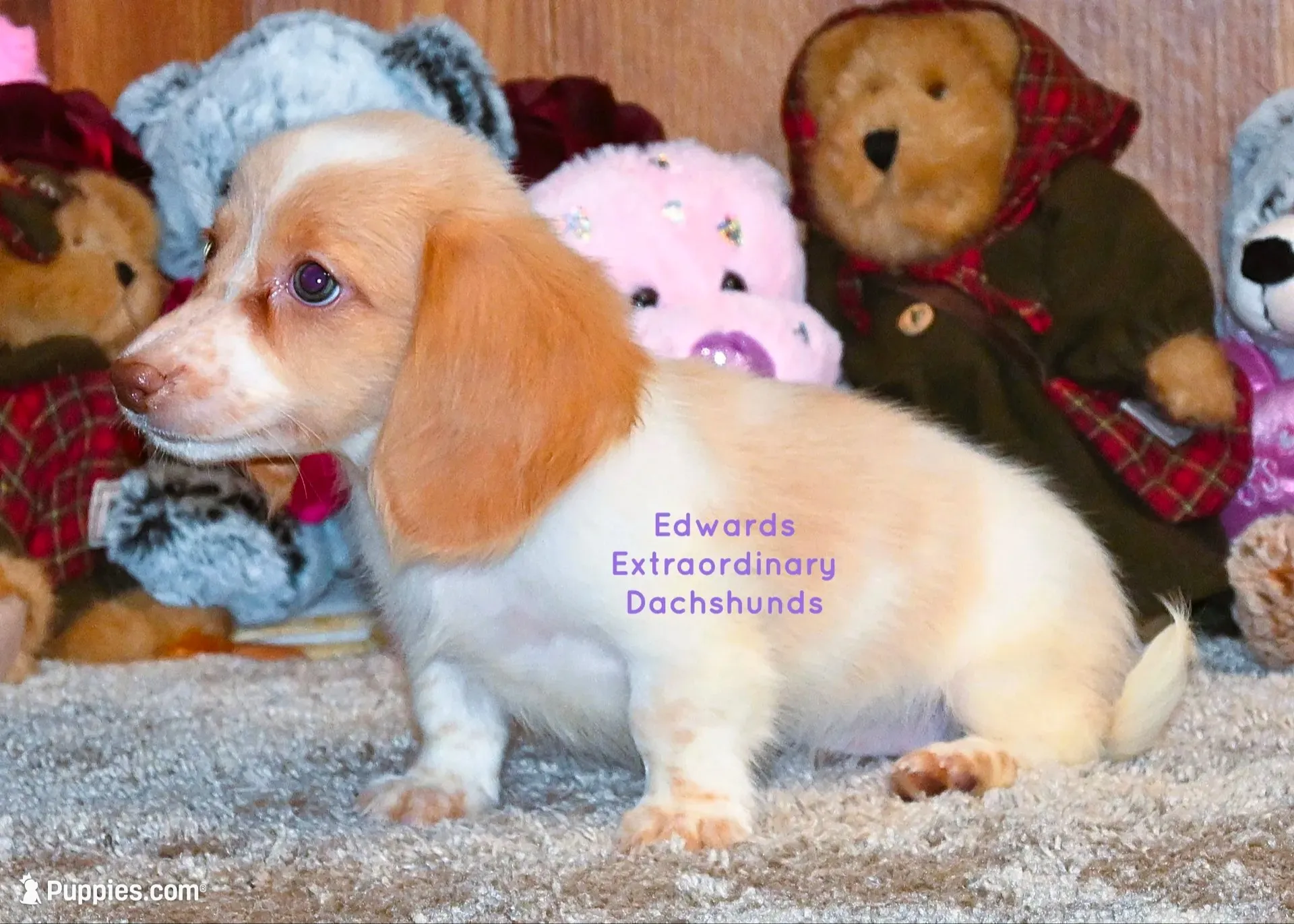 Trinity Edwards, a female Dachshund and Miniature Dachshund for sale in Church Hill, TN – 2 of 4
