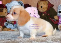 Trinity Edwards, a female Miniature Dachshund for sale in Church Hill, TN – 2 of 4