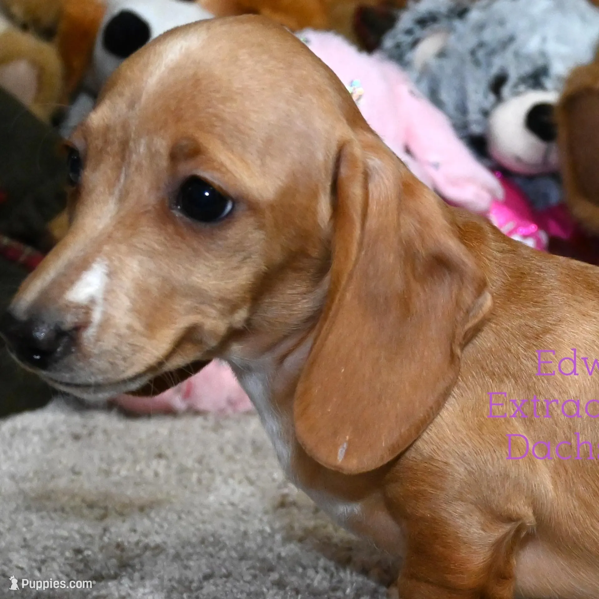 Rose Edwards, a female Dachshund for sale in Church Hill, TN – Photo 3 of 4