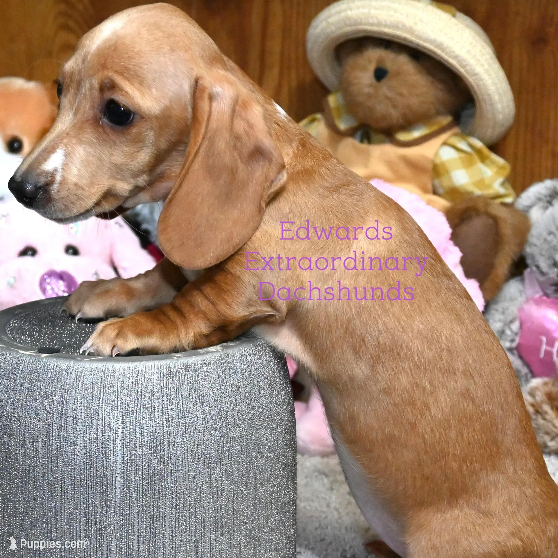 Rose Edwards, a female Dachshund for sale in Church Hill, TN – Photo 4 of 4