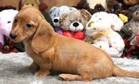 Virgil Edwards, a male Miniature Dachshund for sale in Church Hill, TN – 4 of 4