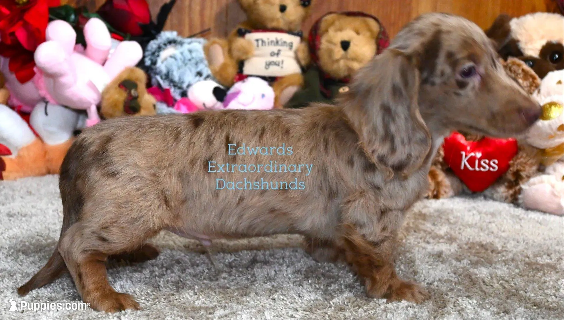 Buckley, a male Dachshund for sale in Church Hill, TN – Photo 4 of 4