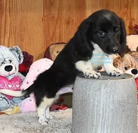 Travis Edwards, a male Miniature Dachshund for sale in Church Hill, TN – 3 of 4