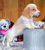 Trinity Edwards, a female Miniature Dachshund for sale in Church Hill, TN – 3 of 4
