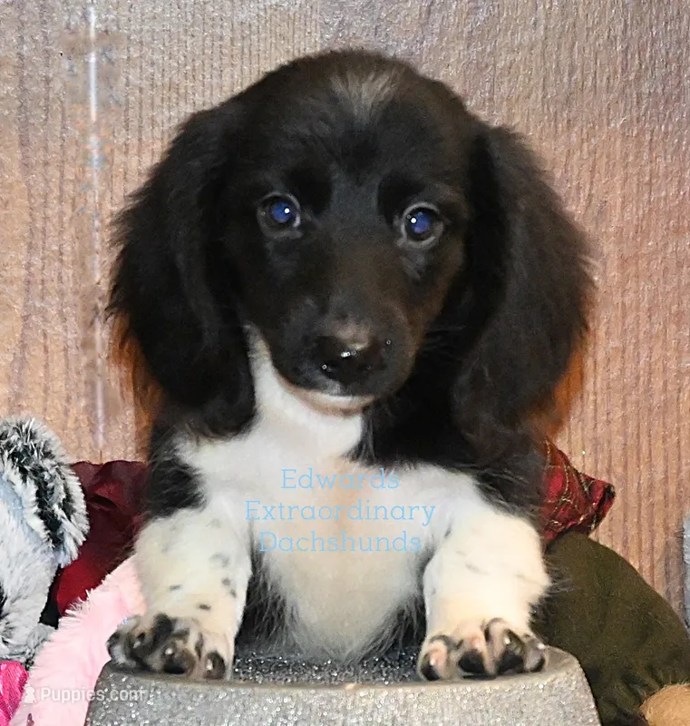Travis Edwards – Miniature Dachshund puppy for sale in Church Hill, TN