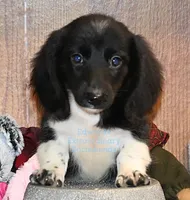 Travis Edwards, a male Miniature Dachshund for sale in Church Hill, TN – 1 of 4